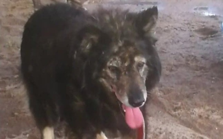 Zbiórka Pomóż Szczękiemu - zdjęcie główne