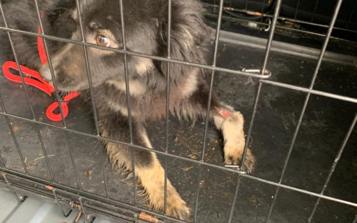 Zbiórka Maluch z chorą łapką - zdjęcie główne