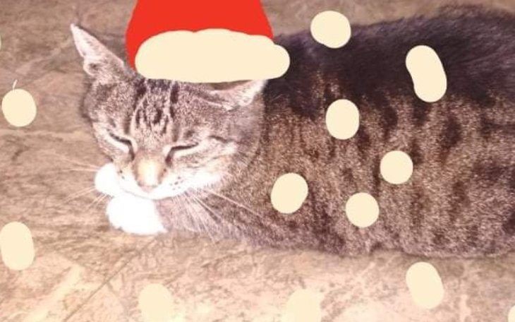 Kot leżący na podłodze, z czapką Mikołaja i śniegiem.