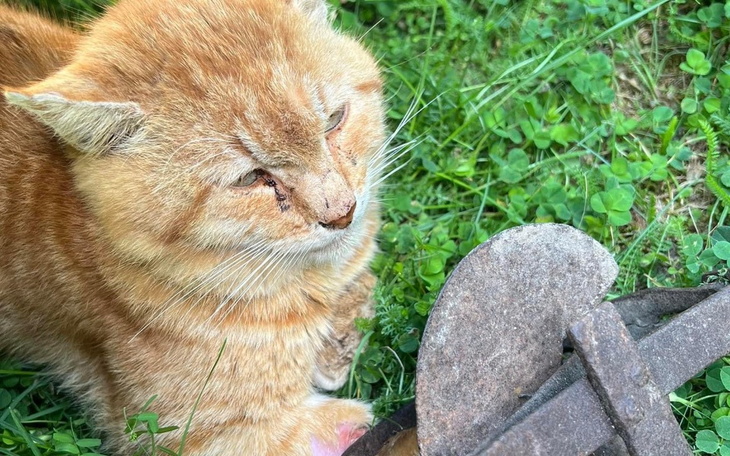 Zbiórka Na protezę łapki dla Lucka - zdjęcie główne