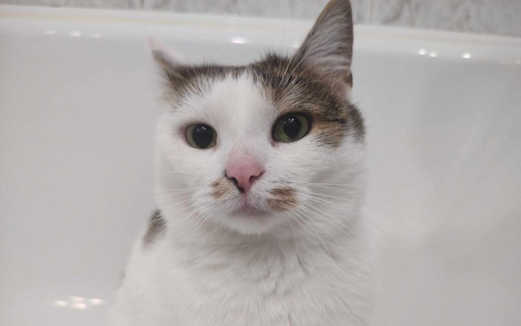 Zbiórka Dajmy Koko szansę na życie - zdjęcie główne