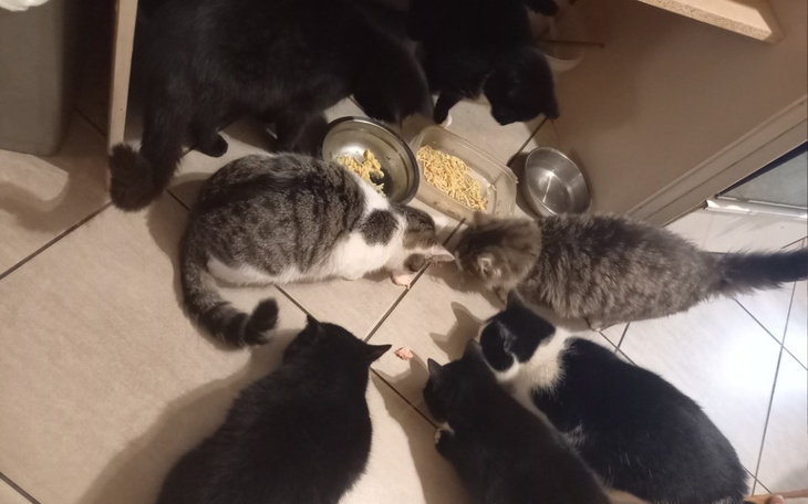 Zbiórka Pomoc w dokarmieniu kotów - zdjęcie główne