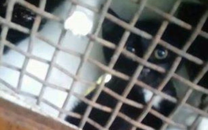 Zbiórka Koty wyrwane z piekła . - zdjęcie główne