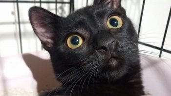 Zbiórka Bazarek Moris - miniaturka zdjęcia