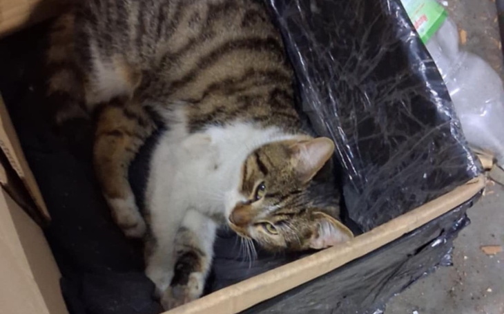 Kot leżący w kartonie, zrelaksowany i spokojny.