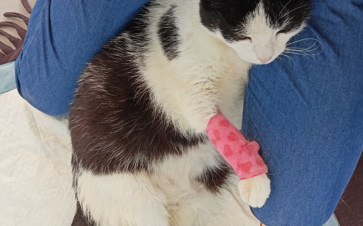 Zbiórka Czaruś nie może chodzić - pilne - zdjęcie główne