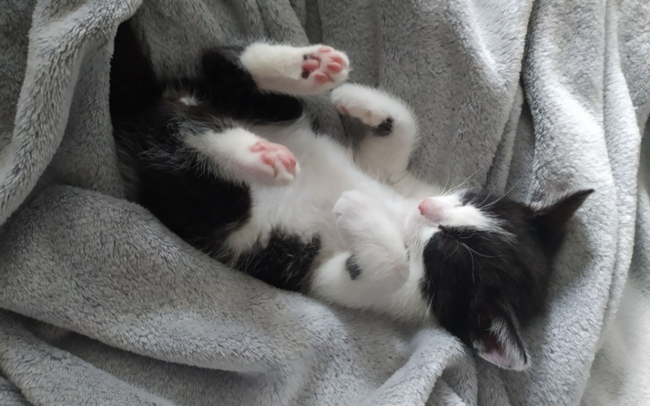 Zbiórka Leczenie i ogrzewanie Kociarni - zdjęcie główne