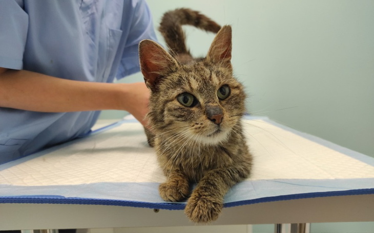 Zbiórka Lea - walka o zdrowie - zdjęcie główne