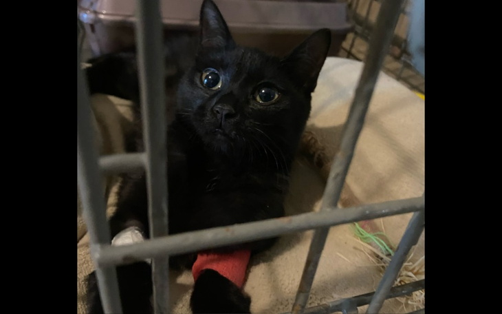 Zbiórka Operacja kotki Arii - zdjęcie główne