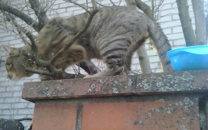 Kot wspinający się na mur, otoczony gałęziami.