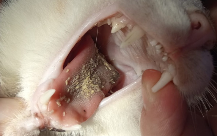 Zbiórka Zjadany_zywcem - zdjęcie główne