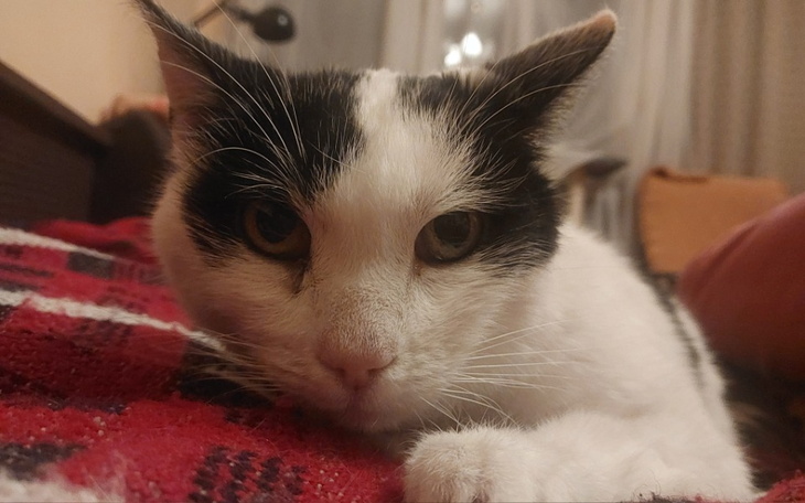 Zbiórka Konwalia umiera tuż po adopcji - zdjęcie główne