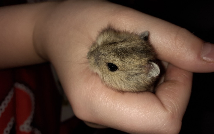 Zbiórka Dla chomika na klatkę - zdjęcie główne