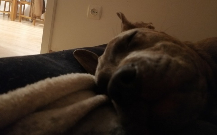 Zbiórka Na operację dla Azorka - zdjęcie główne