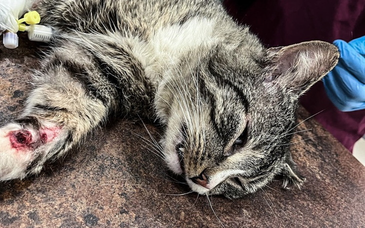 Zbiórka Żywa tarcza walczy o życie - zdjęcie główne