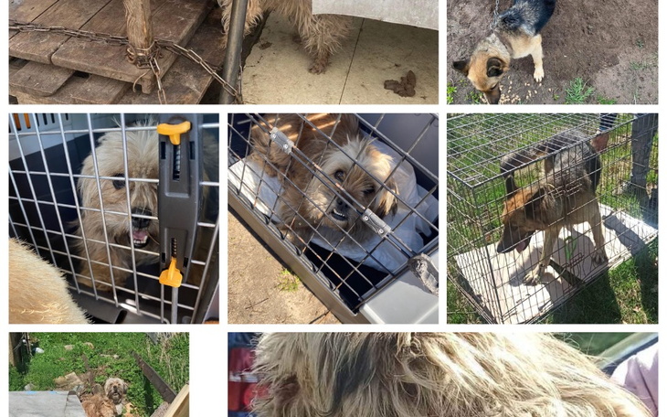 Zbiórka Transport psów z interwencji. - zdjęcie główne