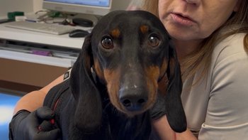 Zbiórka Johnny w potrzebie - miniaturka zdjęcia