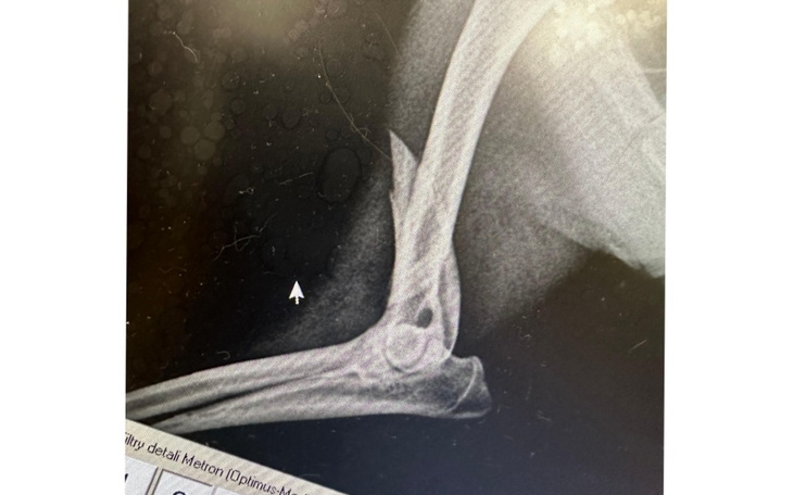 Zbiórka Misiek potrącony i pozostawiony - zdjęcie główne