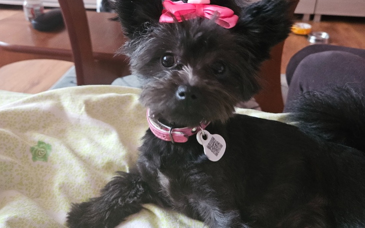 Zbiórka Na cesarke dla psa - zdjęcie główne