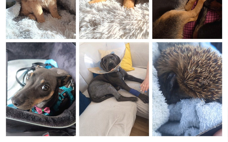 Kolaż zdjęć psów w różnych sytuacjach, w tym z opatrunkiem.