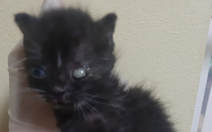 Zbiórka Nakarm kocie brzuszki - zdjęcie główne