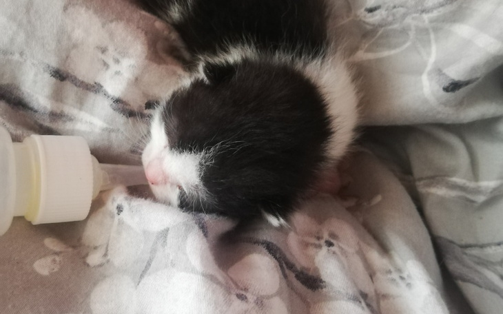 Zbiórka Pomóżmy malucha przeżyć - zdjęcie główne