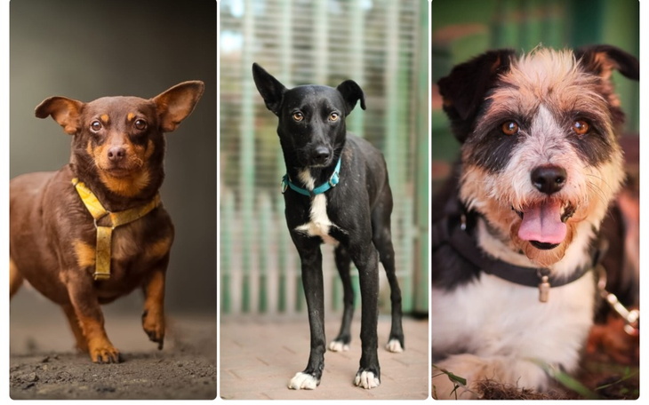 Zbiórka Hotelowanie tropowych psów - zdjęcie główne