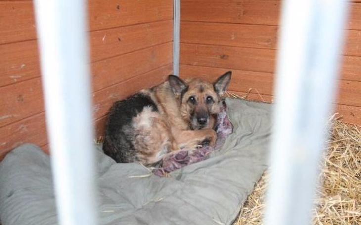 Zbiórka na pomoc zwierzętą - zdjęcie główne