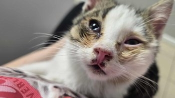 Zbiórka Maluszek - miniaturka zdjęcia