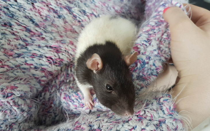 Zbiórka Frelka-Bąbelka - zdjęcie główne