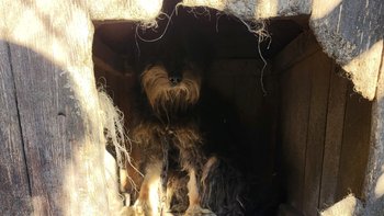 Zbiórka Łańcuch, kojec i odchody - miniaturka zdjęcia