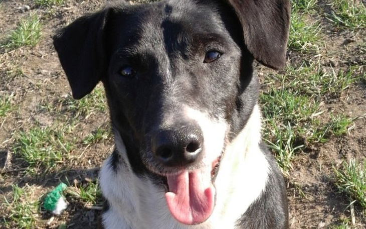 Zbiórka Wyrok Toli - mastocytoma jelit - zdjęcie główne