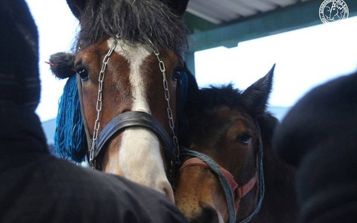 Zbiórka Ocalmy kolejne końskie życie! - zdjęcie główne