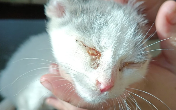 Zbiórka Brud, świeżb i koci katar - zdjęcie główne