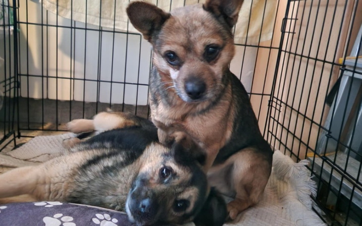 Dwa psy w klatce, jeden leży, drugi patrzy w kamerę.