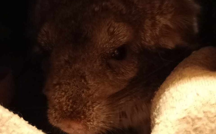 Zbliżenie na futrzaste zwierzę, ukryte w ciemności.