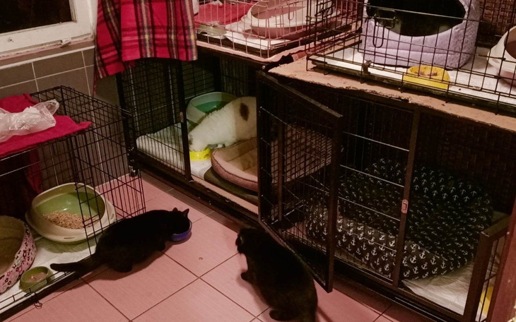 Zbiórka Prąd -Ogrzewanie kociarni - zdjęcie główne