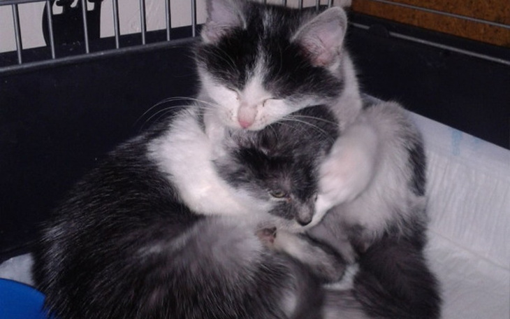 Zbiórka Złotówka na koci szpitalik - zdjęcie główne