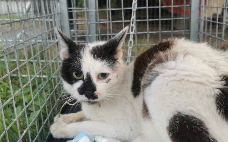 Zbiórka kastracja koteczek w Tychach - zdjęcie główne