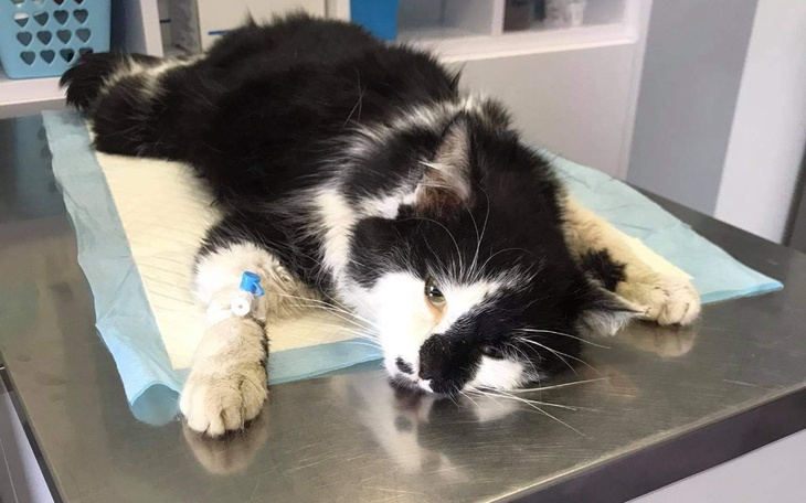 Kot leżący na stole, zmęczony, w potrzebie pomocy.