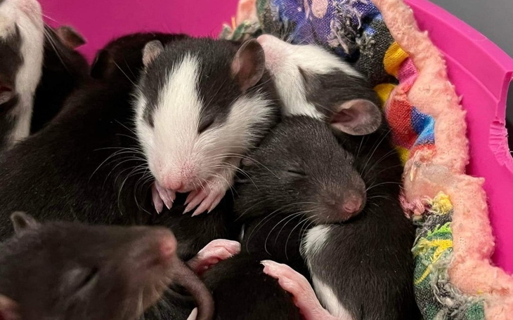 Zbiórka Willowe wakacje - zdjęcie główne