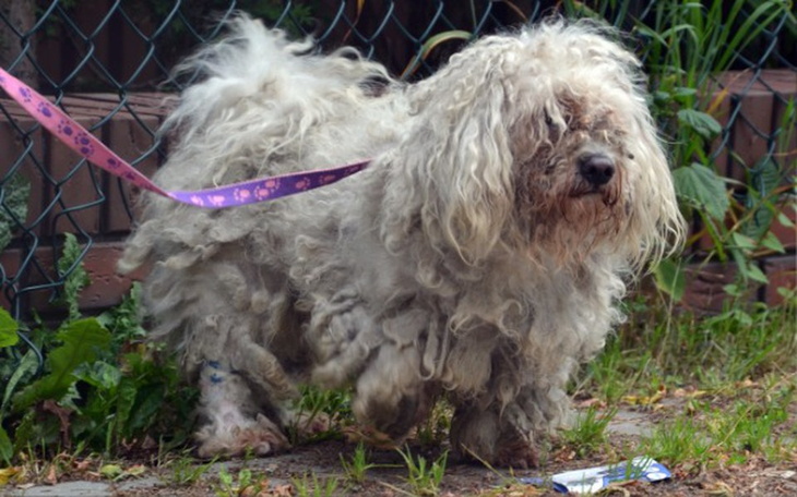 Zbiórka Psy z interwencji....POMÓŻ! - zdjęcie główne