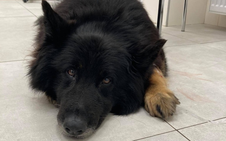 Zbiórka Diagnostyka i leczenie Rico - zdjęcie główne