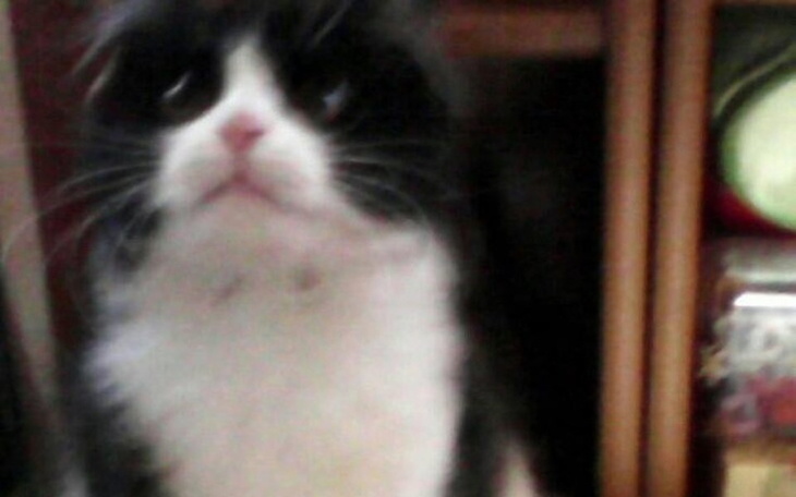 Zbiórka Pomoc Paulinki Wolskiej - zdjęcie główne