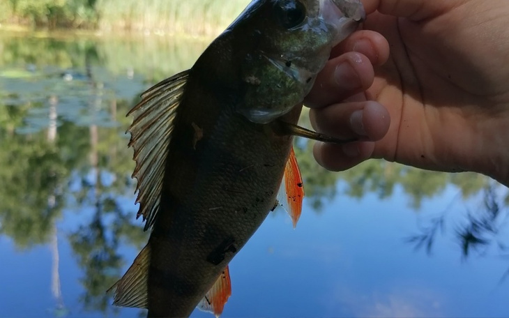 Zbiórka Na nowy Feeder wędkę - zdjęcie główne