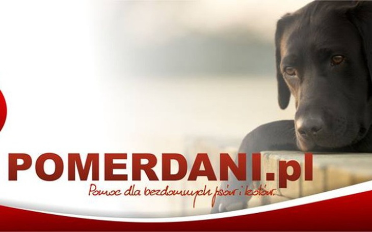 Zbiórka Nowe budy dla psów - zdjęcie główne