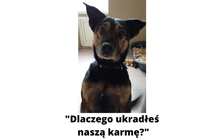 Zbiórka Na zakup karmy po kradzieży - zdjęcie główne