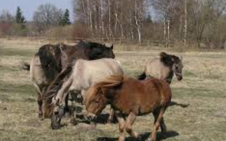 Zbiórka Pomoc dla Koni Idących na Rzez - zdjęcie główne