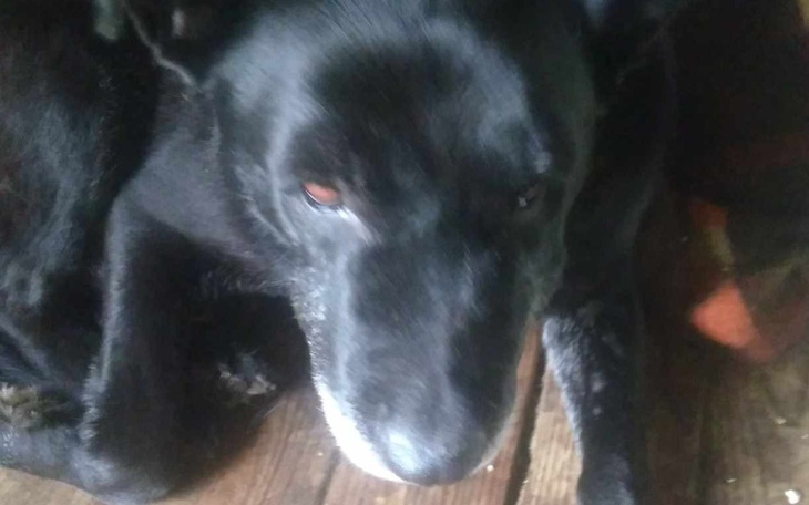 Zbiórka Pomóż Suni - zdjęcie główne