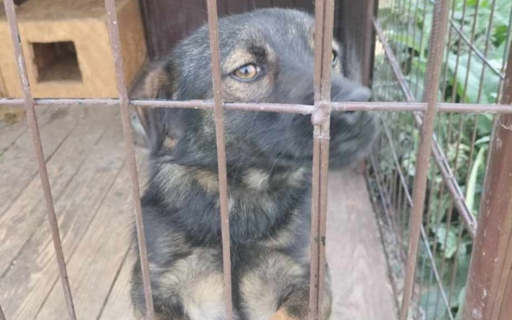 Zbiórka Na transport do nowego domku - zdjęcie główne